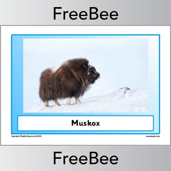 PlanBee Arctic Animals KS1 Posters | Free PlanBee Resource