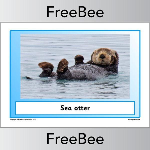 PlanBee Arctic Animals KS1 Posters | Free PlanBee Resource