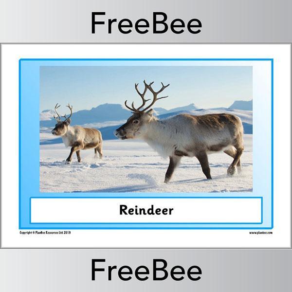 PlanBee Arctic Animals KS1 Posters | Free PlanBee Resource