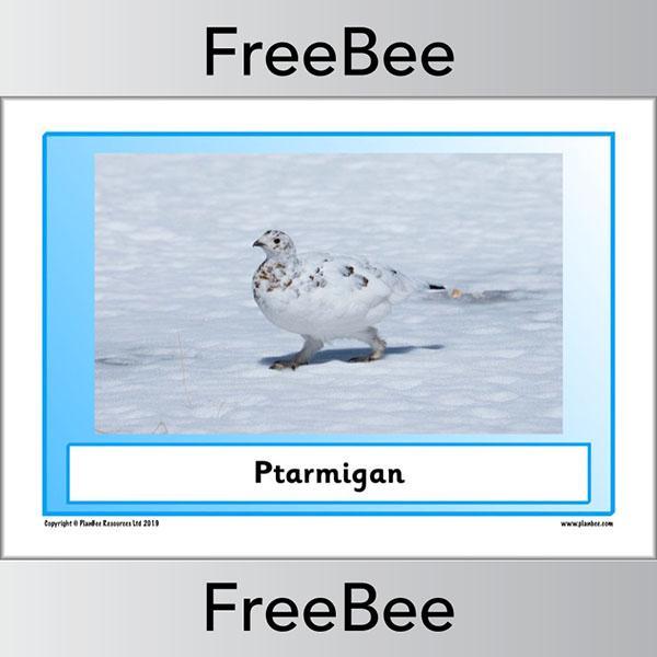 PlanBee Arctic Animals KS1 Posters | Free PlanBee Resource