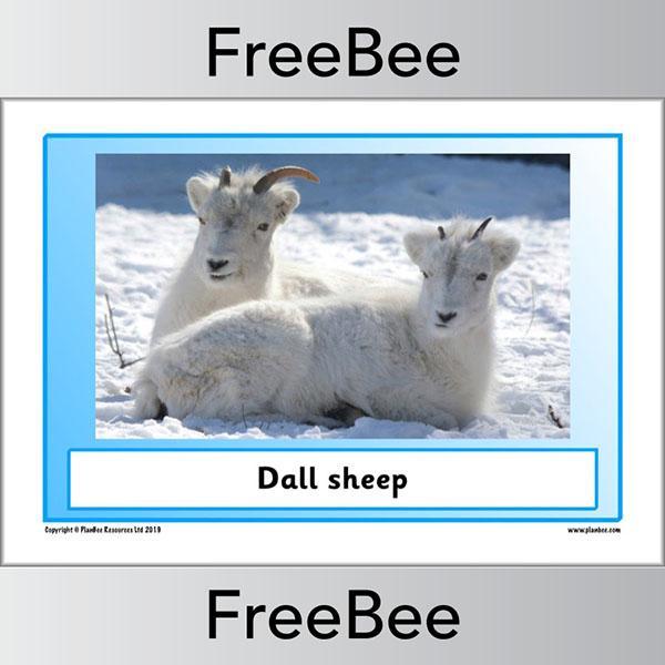 PlanBee Arctic Animals KS1 Posters | Free PlanBee Resource