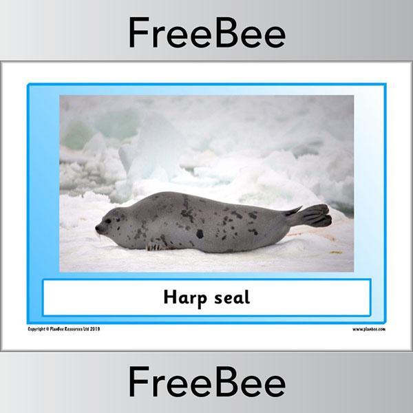 PlanBee Arctic Animals KS1 Posters | Free PlanBee Resource