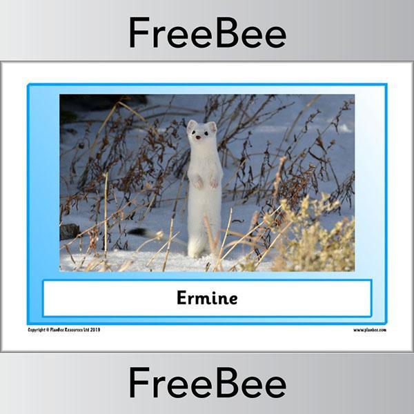 PlanBee Arctic Animals KS1 Posters | Free PlanBee Resource