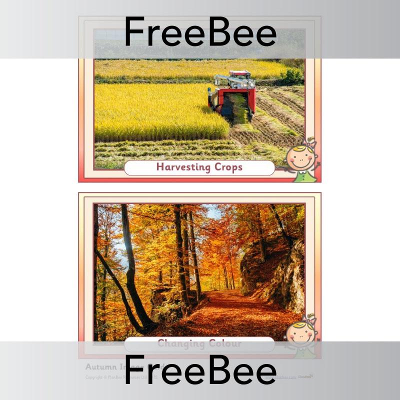 PlanBee Autumn Display Pack | PlanBee FreeBees