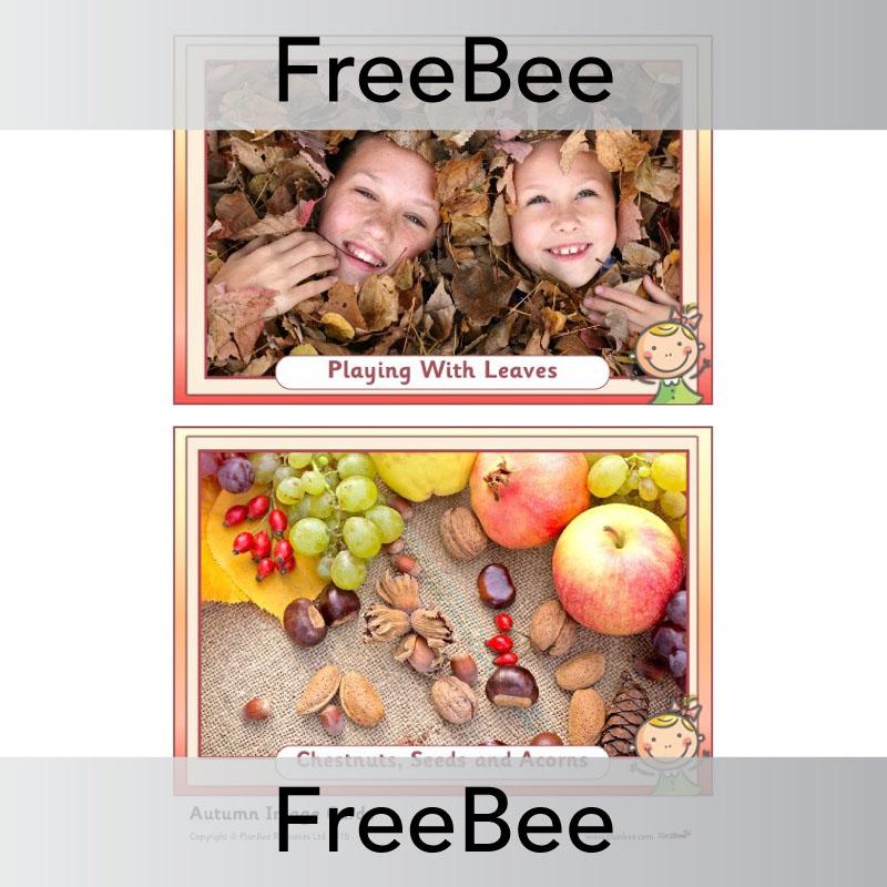 PlanBee Autumn Display Pack | PlanBee FreeBees