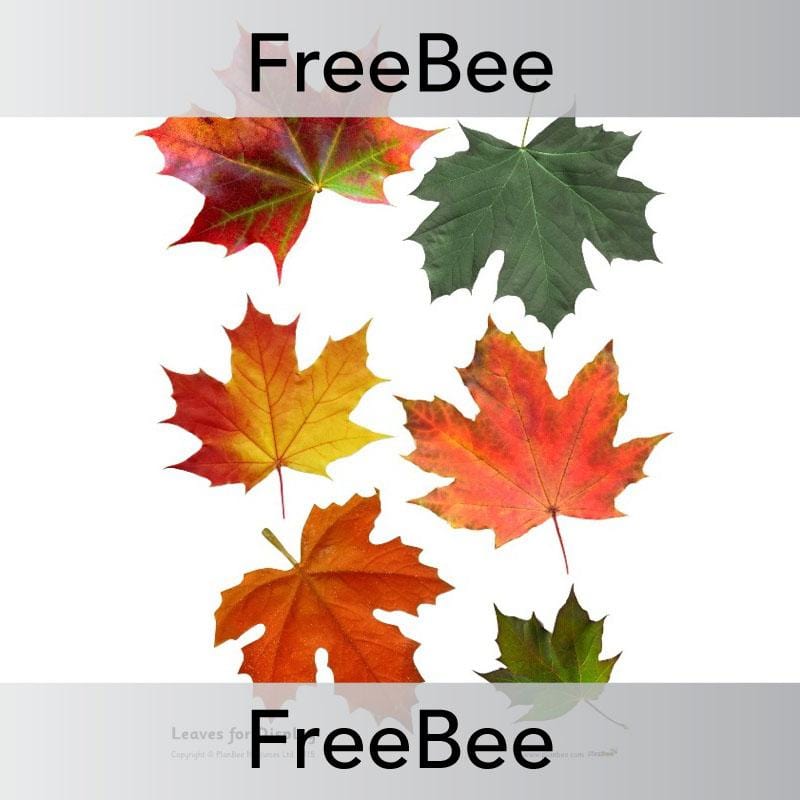 PlanBee Autumn Display Pack | PlanBee FreeBees