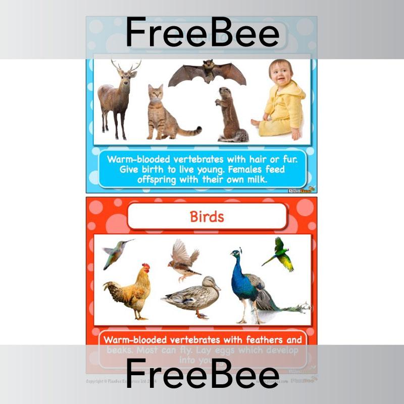 PlanBee FREE Classifying Animals Display Cards by PlanBee