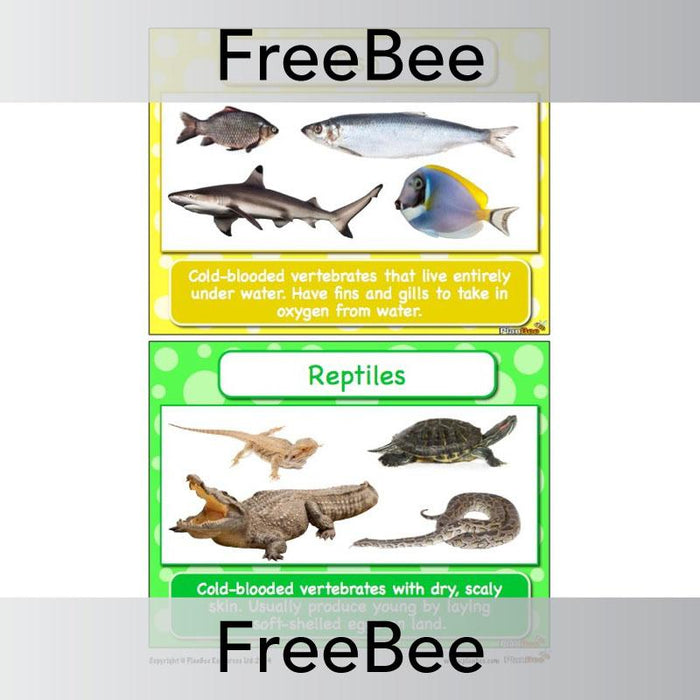 PlanBee FREE Classifying Animals Display Cards by PlanBee