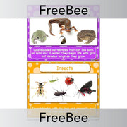 PlanBee FREE Classifying Animals Display Cards by PlanBee