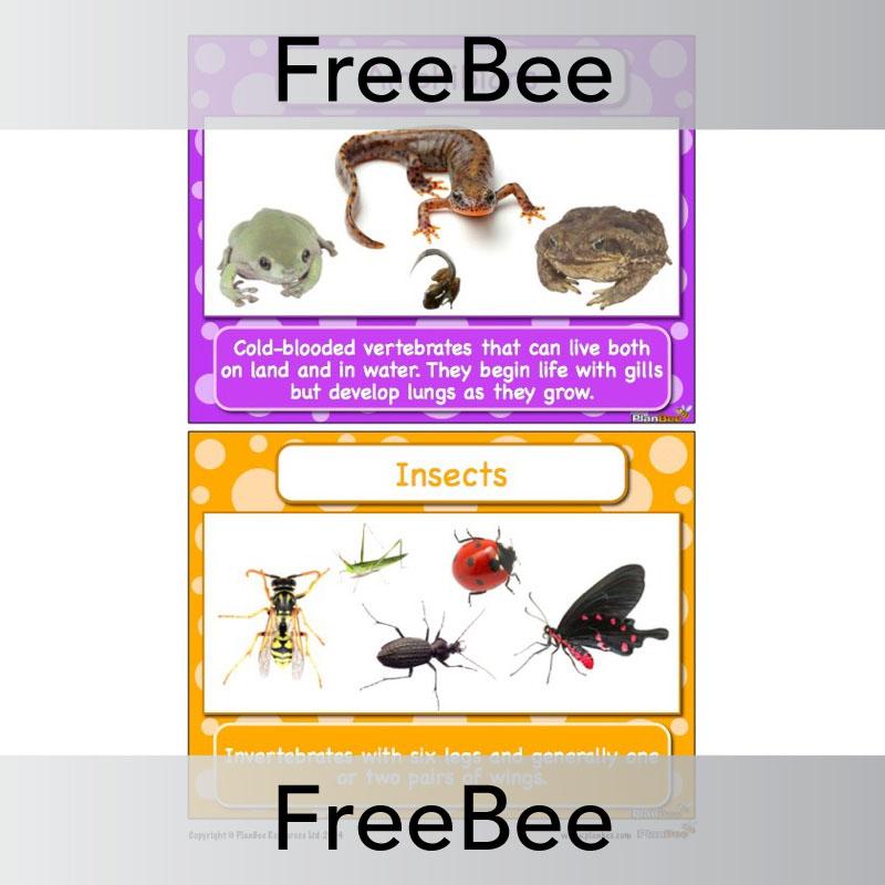 PlanBee FREE Classifying Animals Display Cards by PlanBee