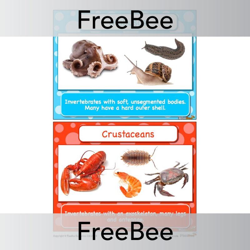 PlanBee FREE Classifying Animals Display Cards by PlanBee
