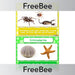 PlanBee FREE Classifying Animals Display Cards by PlanBee