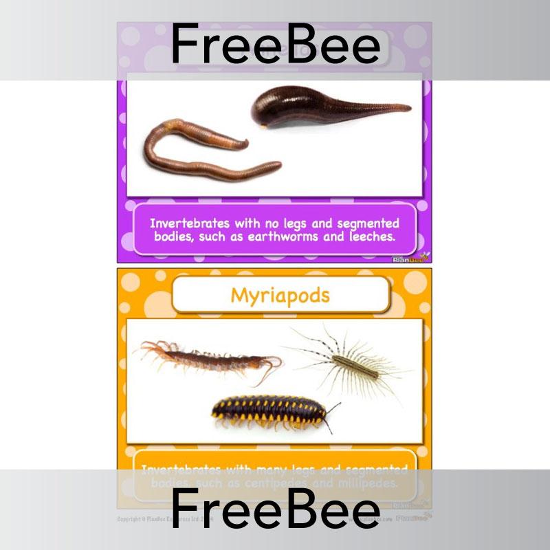 PlanBee FREE Classifying Animals Display Cards by PlanBee
