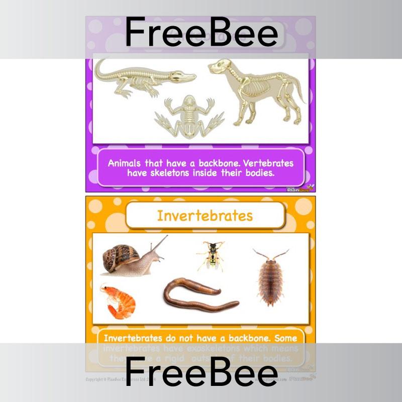 PlanBee FREE Classifying Animals Display Cards by PlanBee