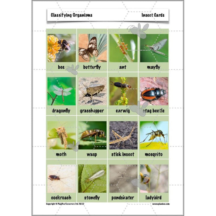 PlanBee Living Things and their Habitats Year 6 | Classifying Organisms