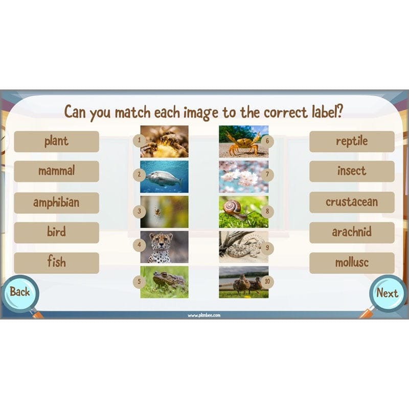 PlanBee Living Things and their Habitats Year 6 | Classifying Organisms