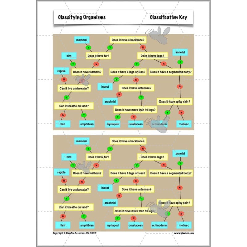PlanBee Living Things and their Habitats Year 6 | Classifying Organisms