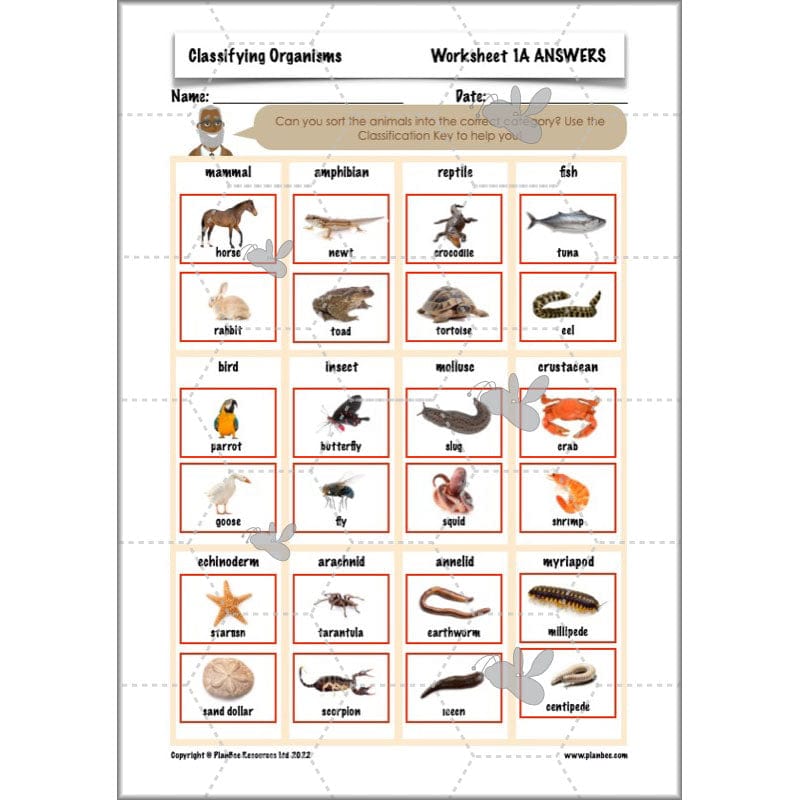 PlanBee Living Things and their Habitats Year 6 | Classifying Organisms
