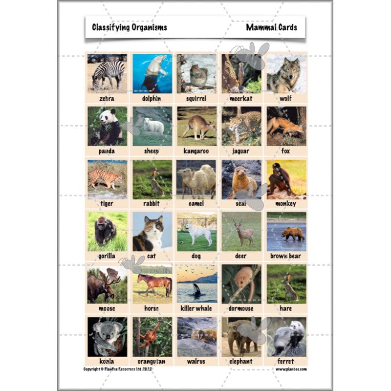 PlanBee Living Things and their Habitats Year 6 | Classifying Organisms