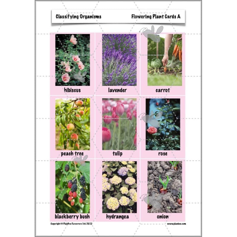 PlanBee Living Things and their Habitats Year 6 | Classifying Organisms