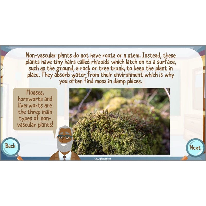 PlanBee Living Things and their Habitats Year 6 | Classifying Organisms