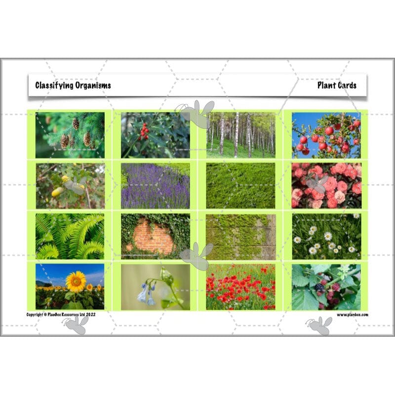 PlanBee Living Things and their Habitats Year 6 | Classifying Organisms