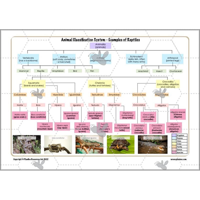 PlanBee Living Things and their Habitats Year 6 | Classifying Organisms