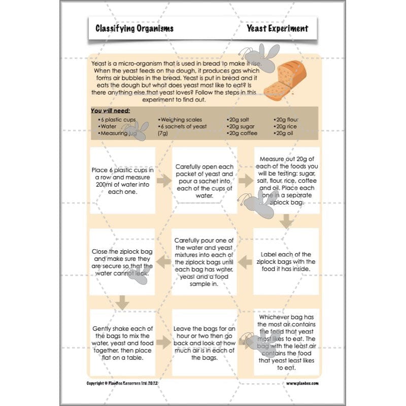 PlanBee Living Things and their Habitats Year 6 | Classifying Organisms