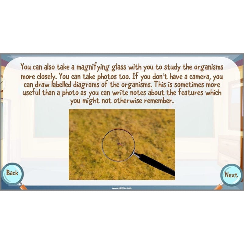 PlanBee Living Things and their Habitats Year 6 | Classifying Organisms