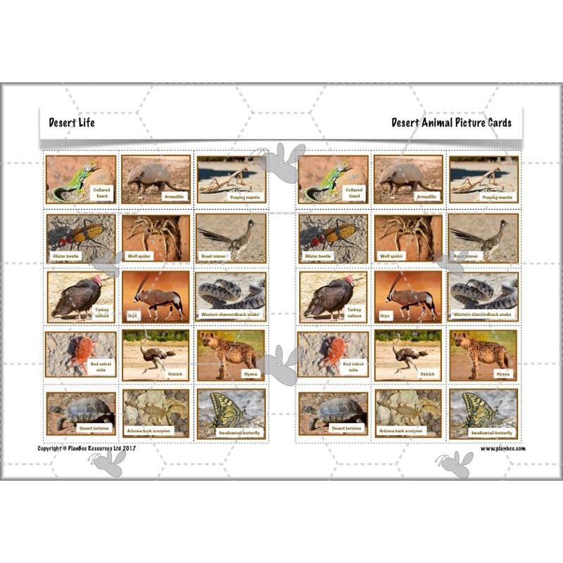 PlanBee Desert Life: KS2 Science Plans