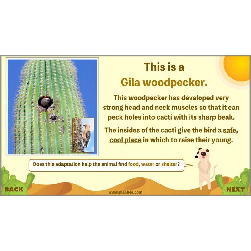 PlanBee Desert Life: KS2 Science Plans