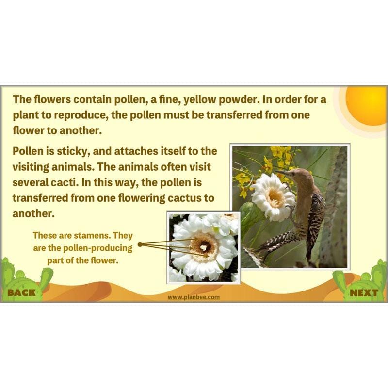 PlanBee Desert Life: KS2 Science Plans