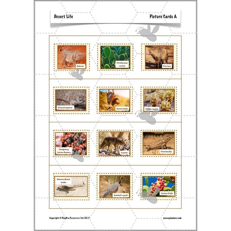 Desert Habitat KS2 Science Lessons by PlanBee