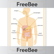 PlanBee FREE Digestive System Poster KS2 by PlanBee