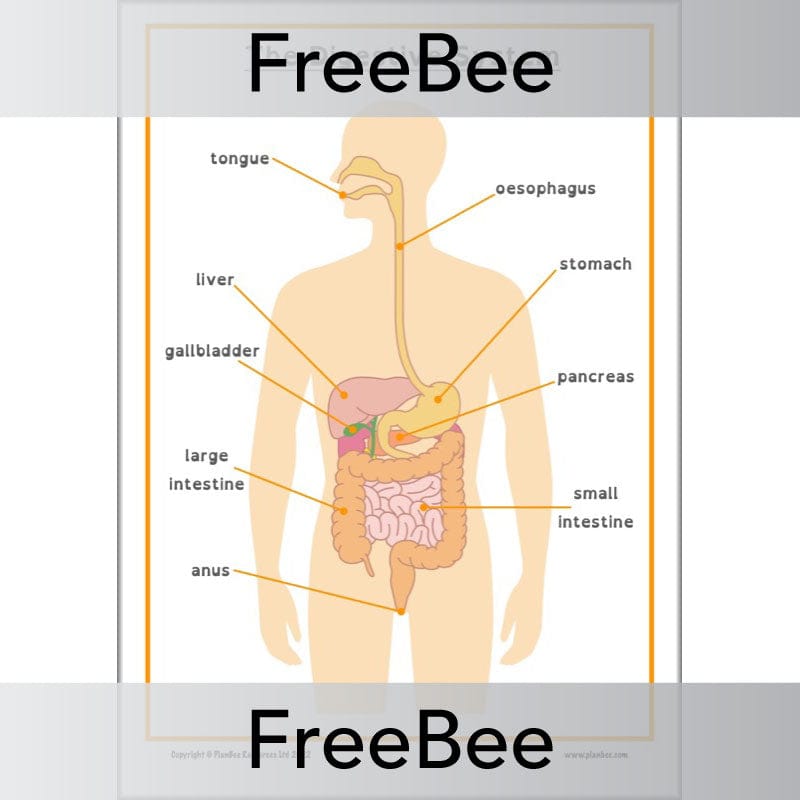 PlanBee FREE Digestive System Poster KS2 by PlanBee