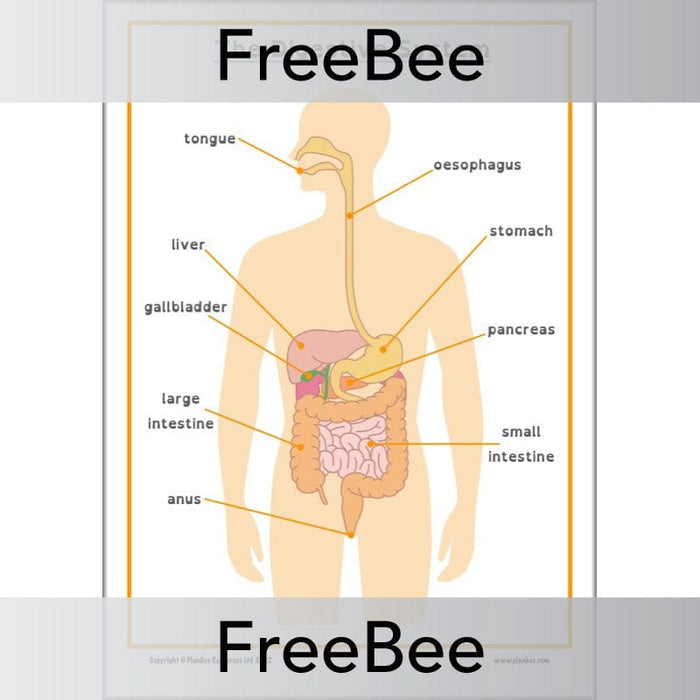 PlanBee FREE Digestive System Poster KS2 by PlanBee