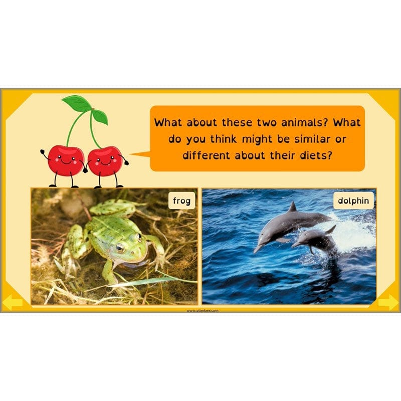PlanBee Digestive System Year 4 Animals including Humans | PlanBee