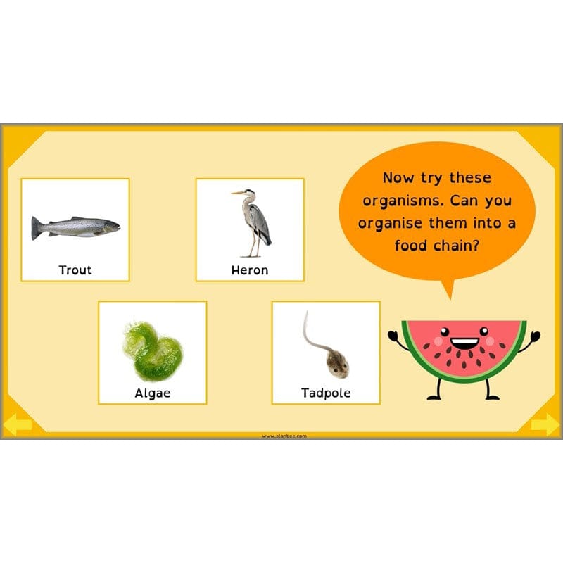 PlanBee Digestive System Year 4 Animals including Humans | PlanBee
