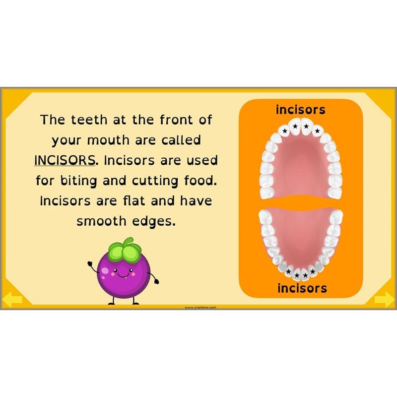 PlanBee Digestive System Year 4 Animals including Humans | PlanBee