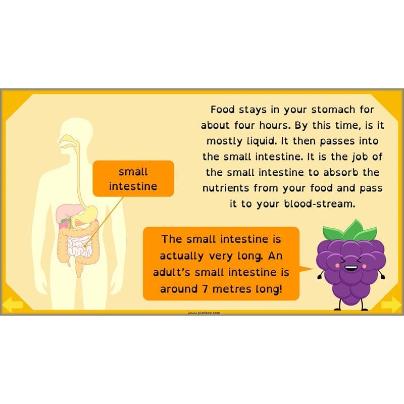 PlanBee Digestive System Year 4 Animals including Humans | PlanBee