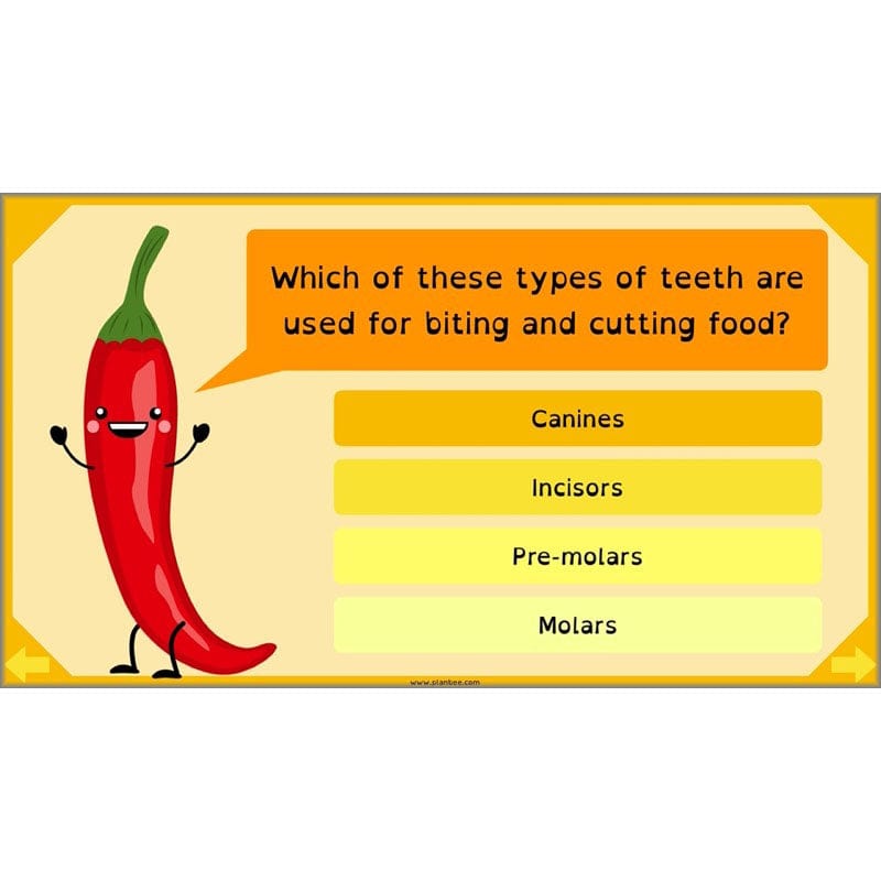 PlanBee Digestive System Year 4 Animals including Humans | PlanBee