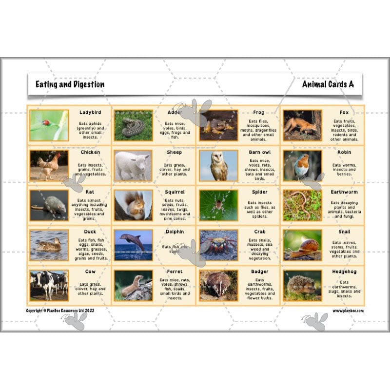 PlanBee Digestive System Year 4 Animals including Humans | PlanBee