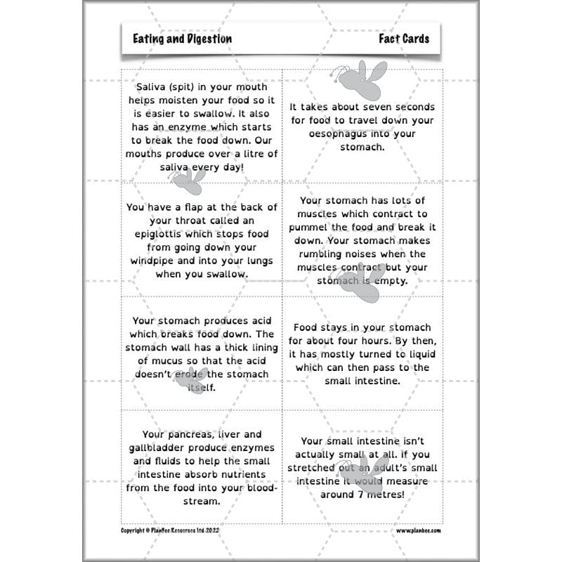 PlanBee Digestive System Year 4 Animals including Humans | PlanBee