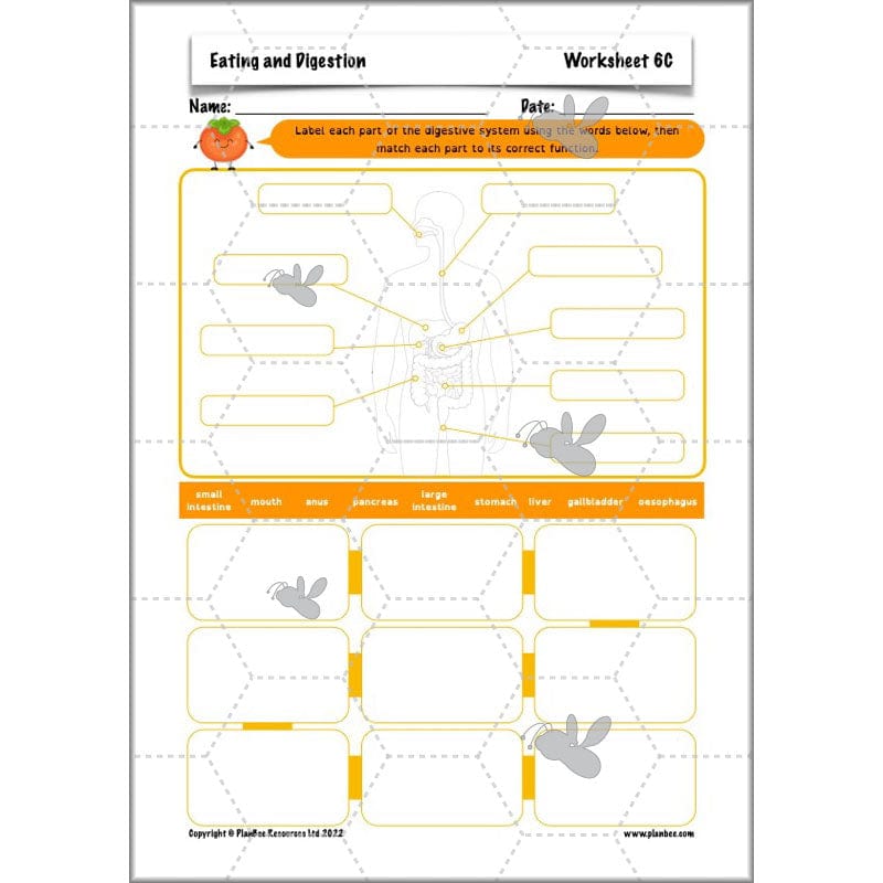 PlanBee Digestive System Year 4 Animals including Humans | PlanBee