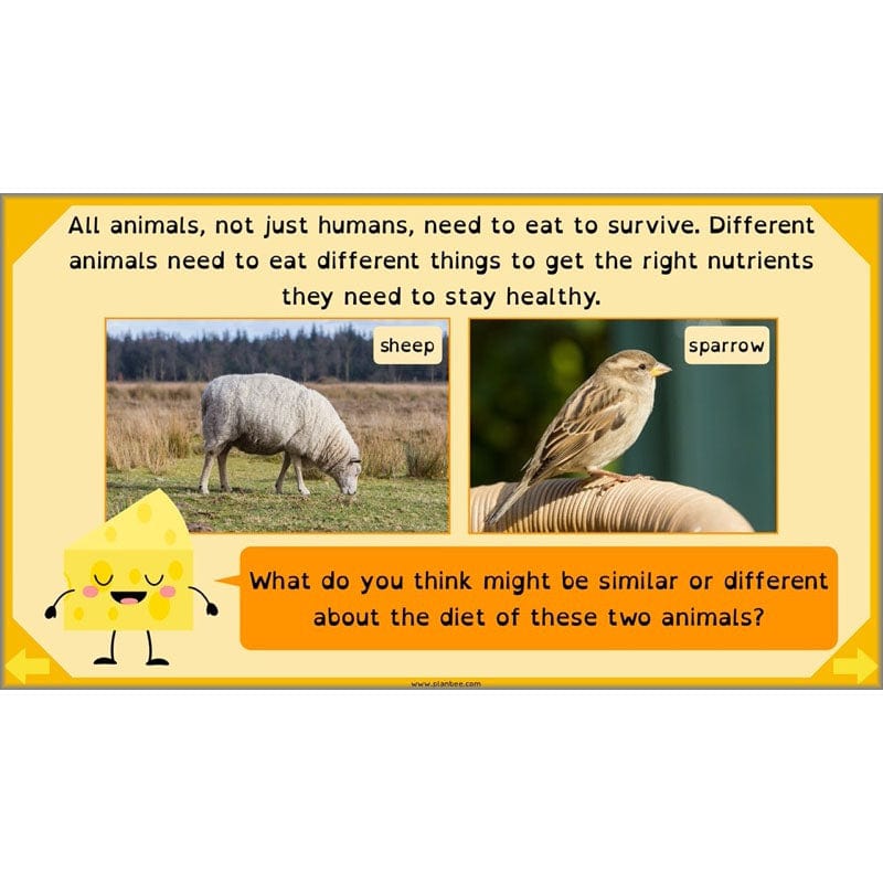 PlanBee Digestive System Year 4 Animals including Humans | PlanBee