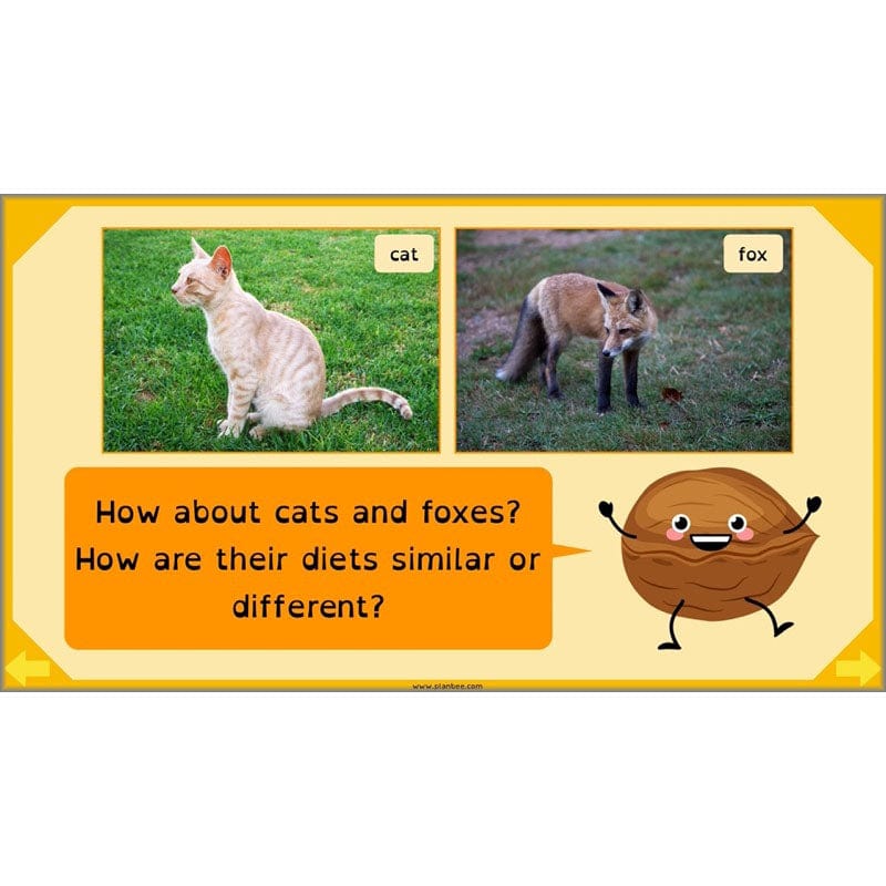 PlanBee Digestive System Year 4 Animals including Humans | PlanBee