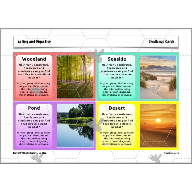 PlanBee Digestive System Year 4 Animals including Humans | PlanBee