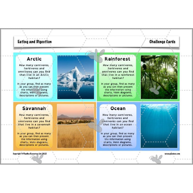 PlanBee Digestive System Year 4 Animals including Humans | PlanBee