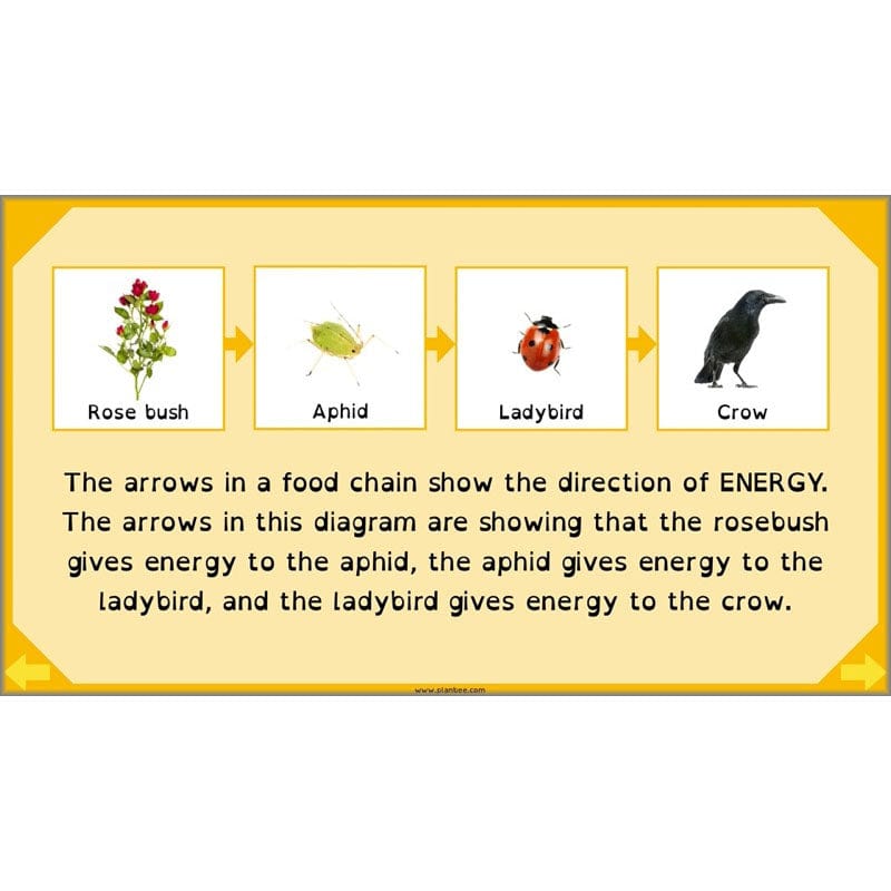 PlanBee Digestive System Year 4 Animals including Humans | PlanBee