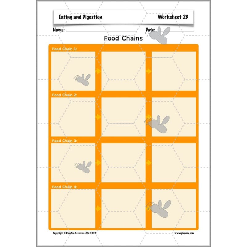 PlanBee Digestive System Year 4 Animals including Humans | PlanBee